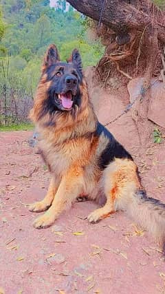 German Shepherd