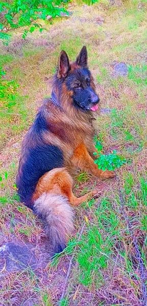 German Shepherd 5