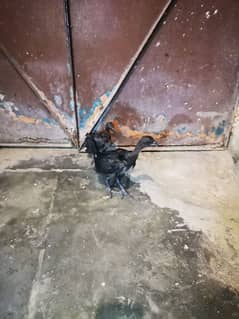 Ayam Cemani chicks