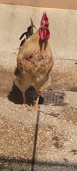 asli hen male one year age urgent for sale 1
