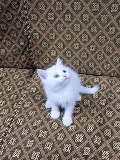persian double coated kitten copper eyes