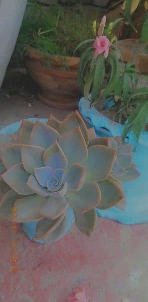 Succulent plant 0