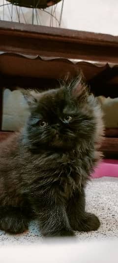 Persian piki kitten