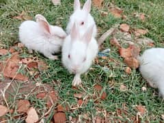 4 rabbit red ayes for sale