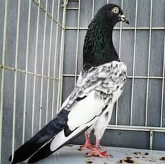 parwazi pigeon