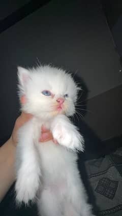 Persian kitten Cats white