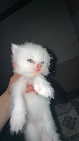 Persian kitten Cats white 0