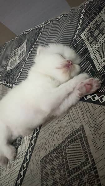 Persian kitten Cats white 1