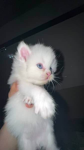 Persian kitten Cats white 2