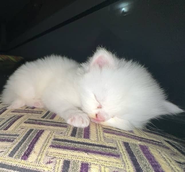 Persian kitten Cats white 3