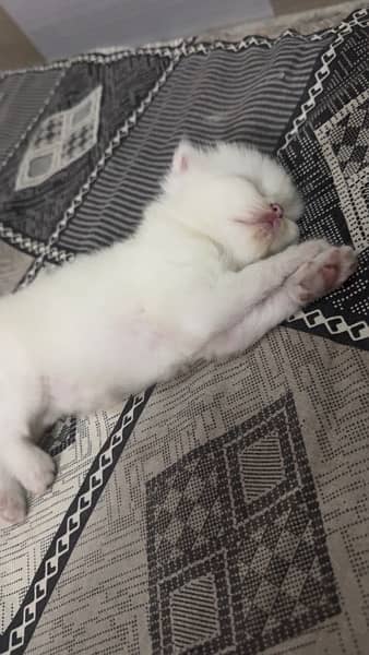 Persian kitten Cats white 4