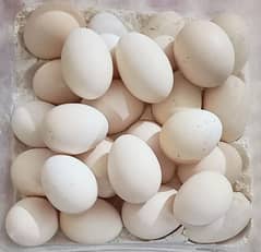 Aseel Eggs for  Sale.