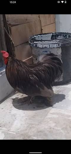 bantam