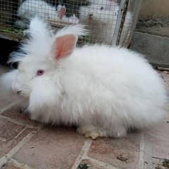 German angora