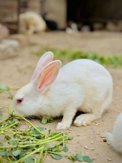 White Red eyes, Black and brown Rabit