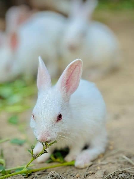 White Red eyes, Black and brown Rabit 2