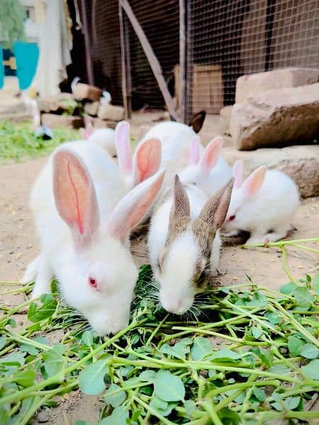 White Red eyes, Black and brown Rabit 4