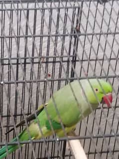 parrot for sale