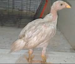 Aseel Heera Chicks For Sale