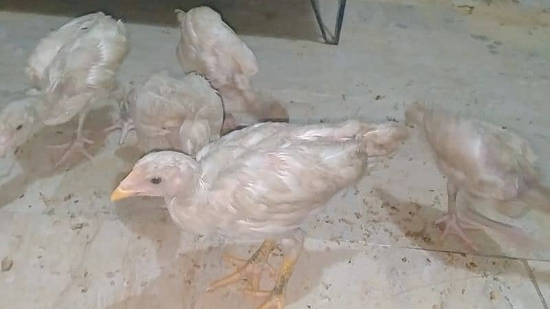 Aseel Heera Chicks For Sale 1