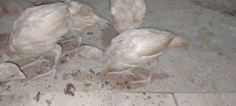 Aseel Heera Chicks For Sale 4