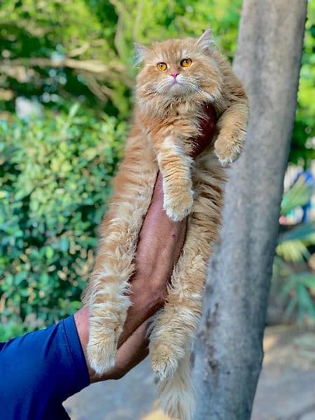 Persian Punch face triple coat cat Kitten 4