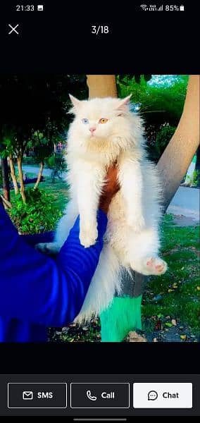 Persian Punch face triple coat cat Kitten 8