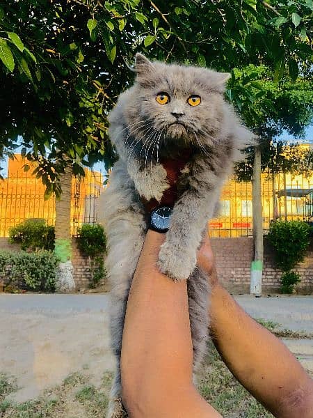 Persian Punch face triple coat cat Kitten 13