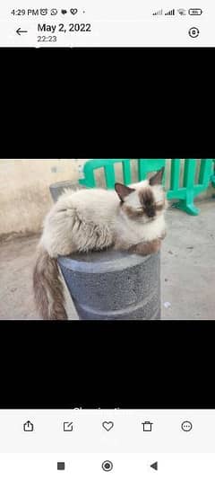 SALE SALE SALE EID SPECIAL DISCOUNT OFFER . . . PERSION BABY CAT,'S