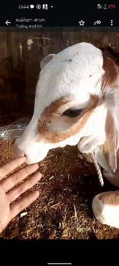 pure ablak cow kid pink nose white khur chara khata hai full