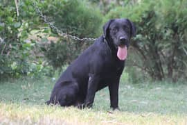 family dog British Black Labrador dog