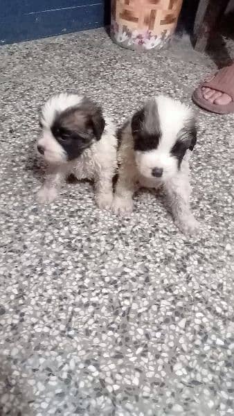 Saint Barnard male and female puppies 0