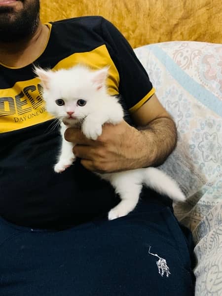 Persian Cat for sale in Faisalabad Liaquat Town 3