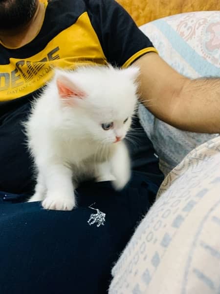 Persian Cat for sale in Faisalabad Liaquat Town 5