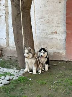 Siberian Husky puppies for sale in ok