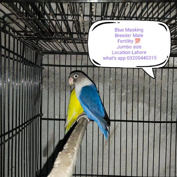 Love Birds Blue Masking Parrot 2