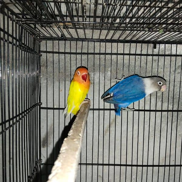 Love Birds Blue Masking Parrot 3