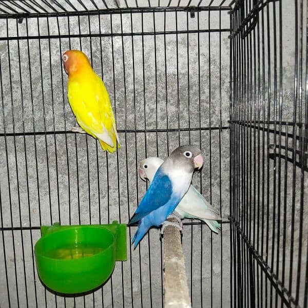 Love Birds Blue Masking Parrot 4