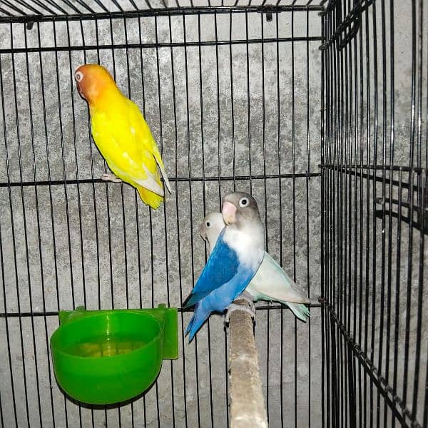 Love Birds Blue Masking Parrot 0