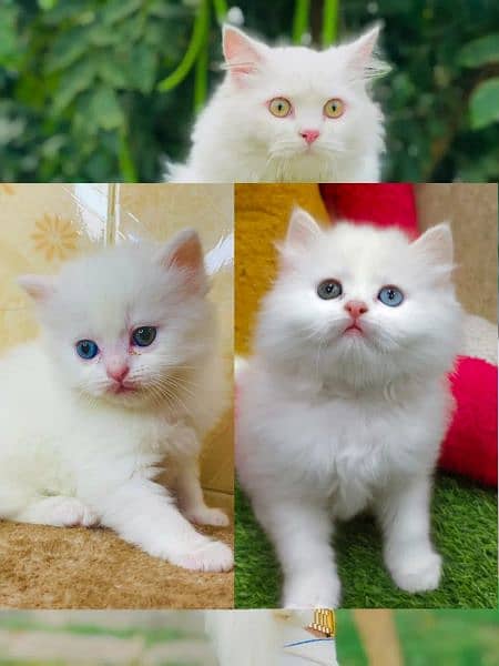 Persian Punch face triple coat cat Kitten 2