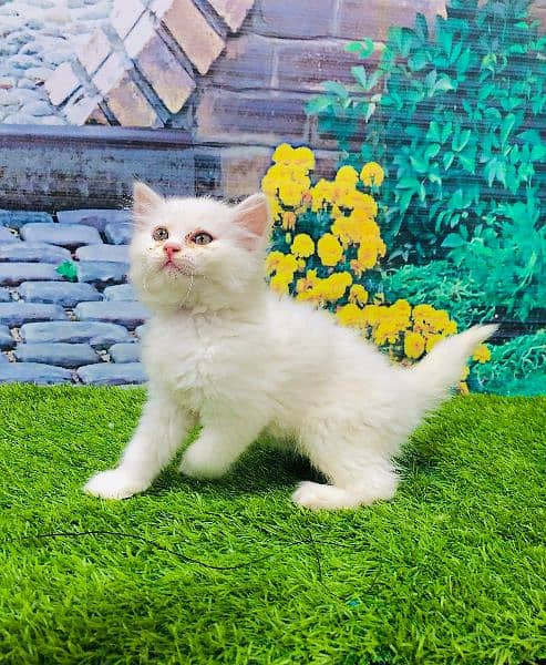 Persian Punch face triple coat cat Kitten 3