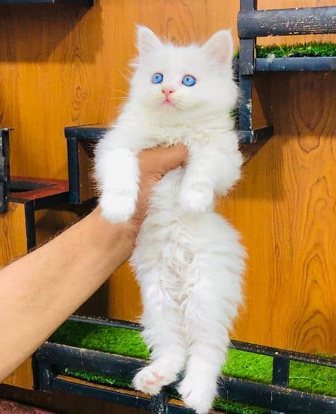 Persian Punch face triple coat cat Kitten 6