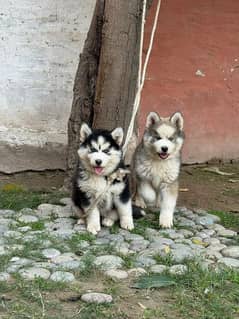 Siberian Husky puppies for sale in ok g