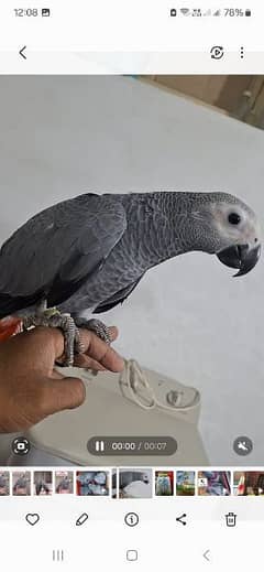 African grey cango pirate