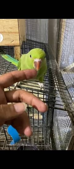 2-3 month mah talking start self peice  long blue tail green chick