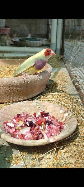 gouldian/ goldain pairs and extra males 4