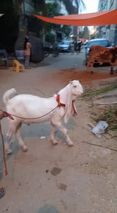 MashaAllah 8months Old Gulabi Bachay for Sale