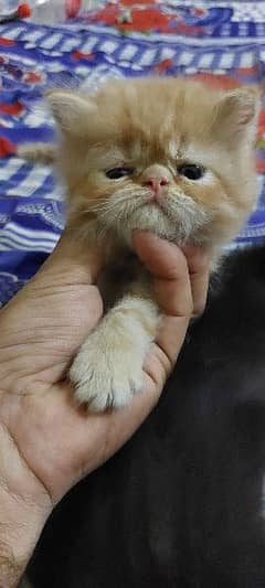 picky punch face triple coated four kitten  . end py mother aur father