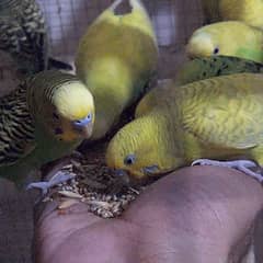 45 birds almost. Semi hand tamed Budgies Breeders Colony.