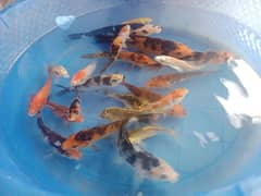 koi fish for Sale